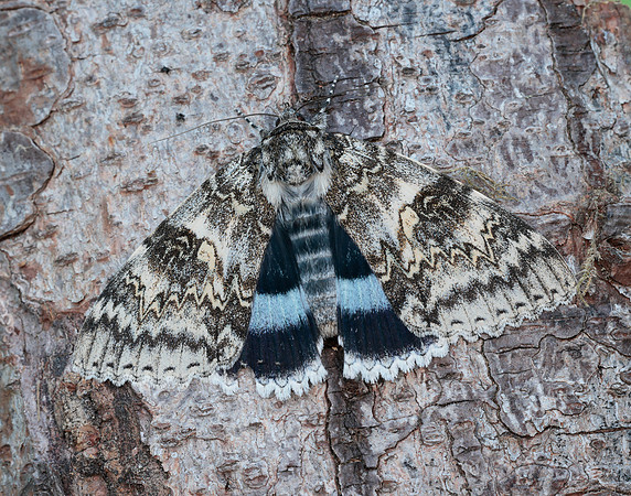 72.076 BF2451 Clifden Nonpareil Catacola fraxini