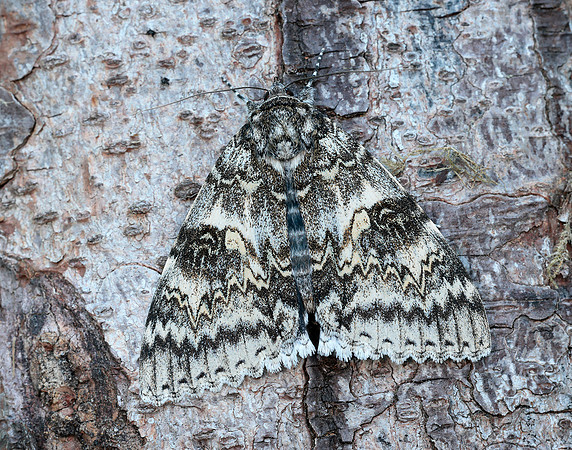 72.076 BF2451 Clifden Nonpareil Catacola fraxini