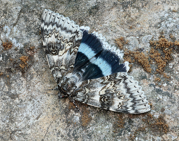 72.076 BF2451 Clifden Nonpareil Catacola fraxini
