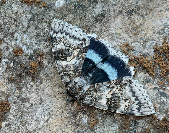 72.076 BF2451 Clifden Nonpareil Catacola fraxini