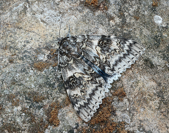 72.076 BF2451 Clifden Nonpareil Catacola fraxini
