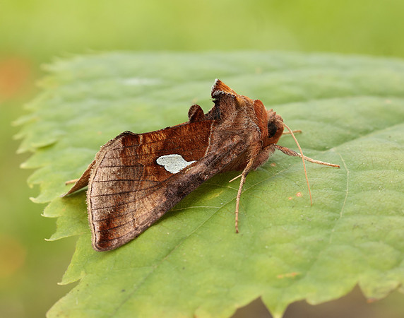 73.018 BF2444 Gold Spangle Autographa bractea