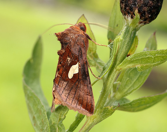 73.018 BF2444 Gold Spangle Autographa bractea