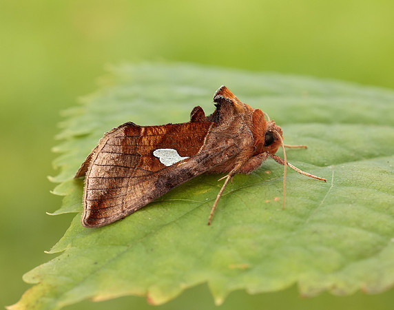 73.018 BF2444 Gold Spangle Autographa bractea