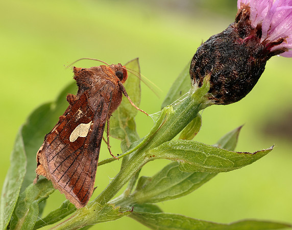 73.018 BF2444 Gold Spangle Autographa bractea