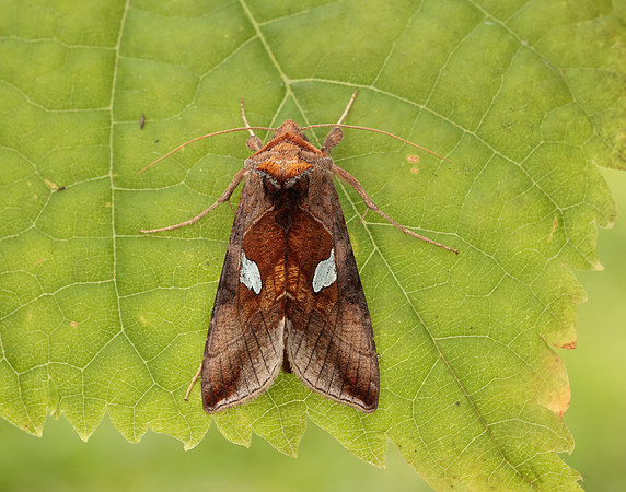 73.018 BF2444 Gold Spangle Autographa bractea