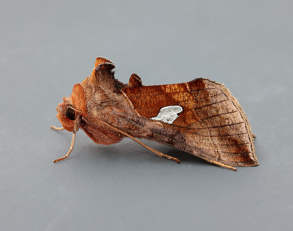 73.018 BF2444 Gold Spangle Autographa bractea