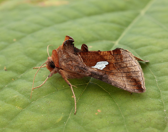 73.018 BF2444 Gold Spangle Autographa bractea