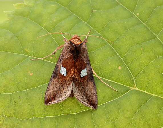 73.018 BF2444 Gold Spangle Autographa bractea