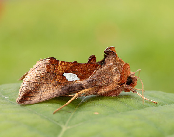 73.018 BF2444 Gold Spangle Autographa bractea
