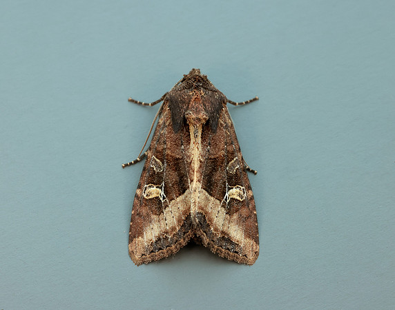 73.119 BF2368 Crescent Helotropha leucostigma