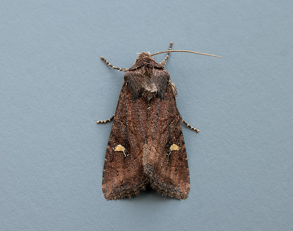 73.119 BF2368 Crescent Helotropha leucostigma