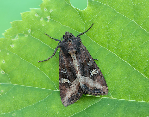 73.119 BF2368 Crescent Helotropha leucostigma