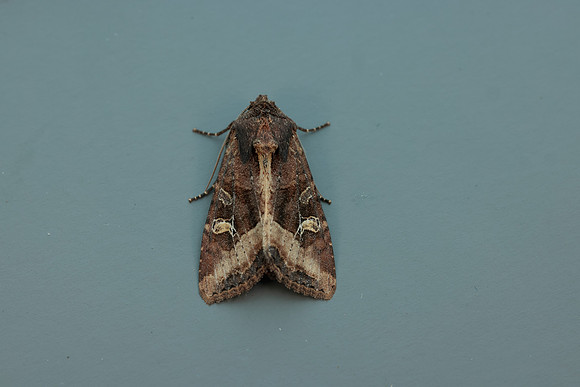 73.119 BF2368 Crescent Helotropha leucostigma