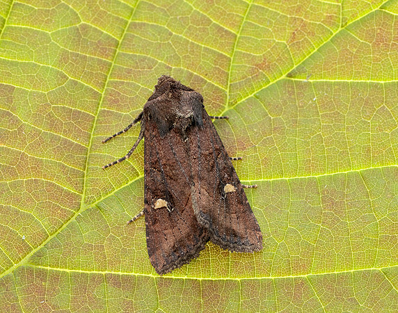 73.119 BF2368 Crescent Helotropha leucostigma