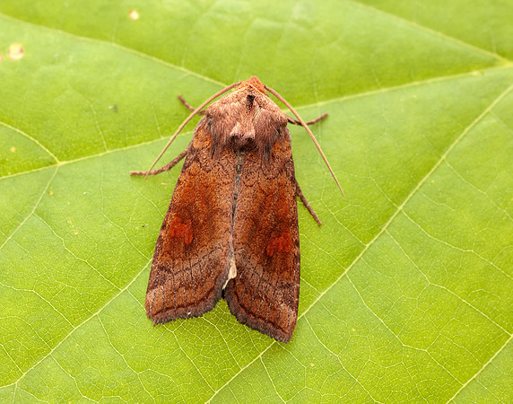 73.1281 BF2360x Ear Moth agg Amphipoea oculea agg.