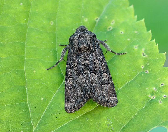73.131 BF2353 Flounced Rustic Luperina testacea