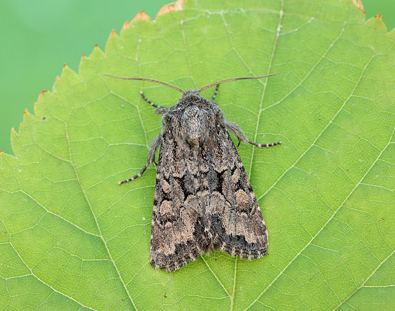 73.131 BF2353 Flounced Rustic Luperina testacea