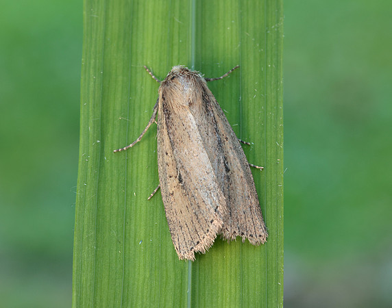 73.141 BF2371 Brown-veined Wainscot Archanara dissoluta