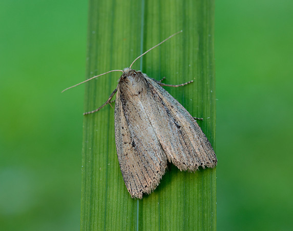 73.141 BF2371 Brown-veined Wainscot Archanara dissoluta