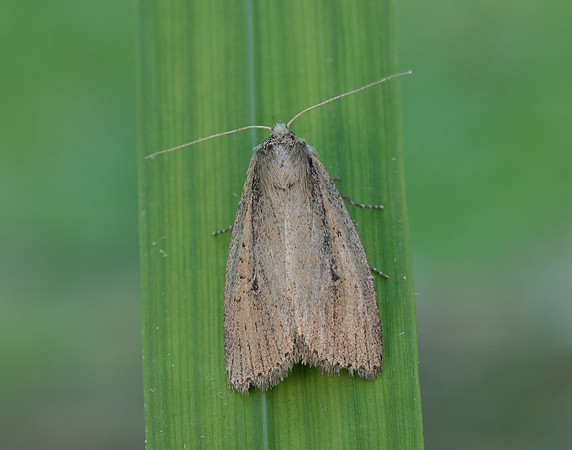 73.141 BF2371 Brown-veined Wainscot Archanara dissoluta