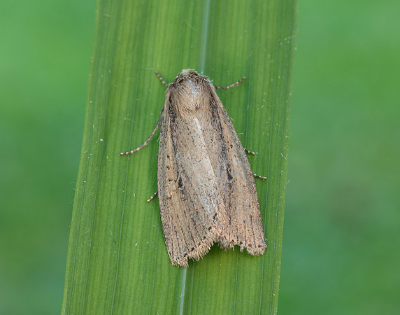 73.141 BF2371 Brown-veined Wainscot Archanara dissoluta