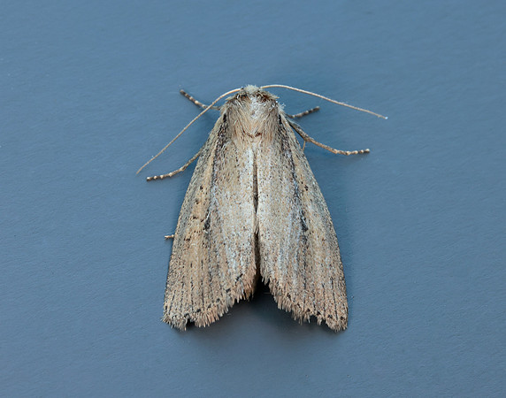 73.141 BF2371 Brown-veined Wainscot Archanara dissoluta