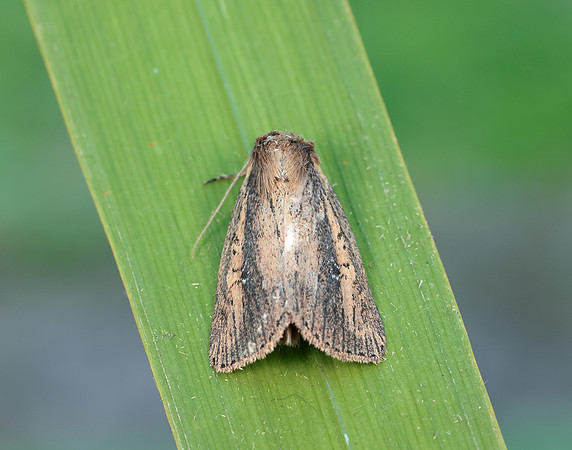 73.141 BF2371 Brown-veined Wainscot Archanara dissoluta