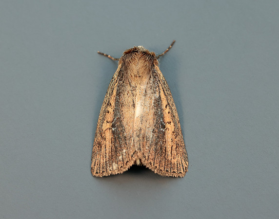 73.141 BF2371 Brown-veined Wainscot Archanara dissoluta