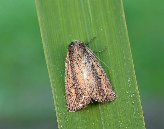 73.141 BF2371 Brown-veined Wainscot Archanara dissoluta