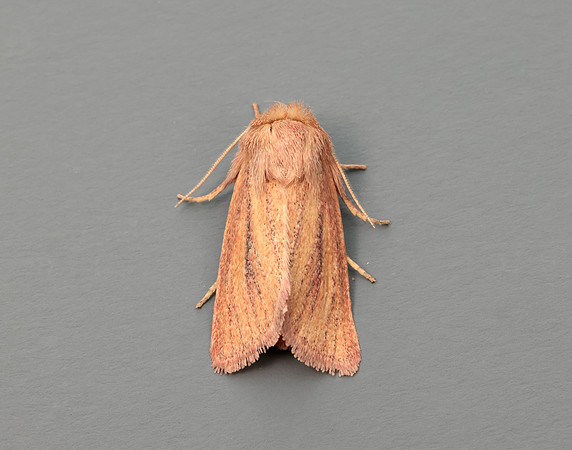 73.144 BF2350 Small Wainscot Denticucullus pygmina