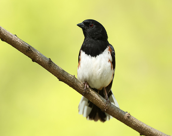 Eastern Towhee Pipilo erythrophthalmus