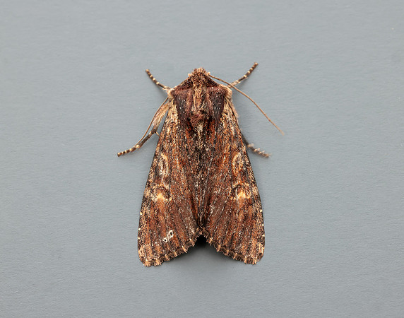 73.156 BF2326 Clouded-bordered Brindle Apamea crenata