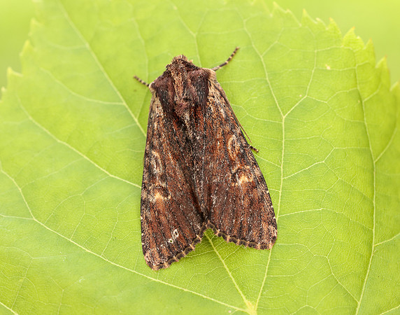 73.156 BF2326 Clouded-bordered Brindle Apamea crenata