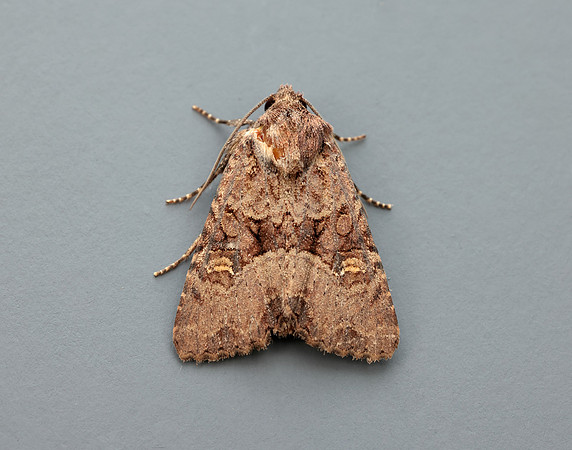 73.1691 BF2343x Common Rustic agg.Mesapamea secalis agg.
