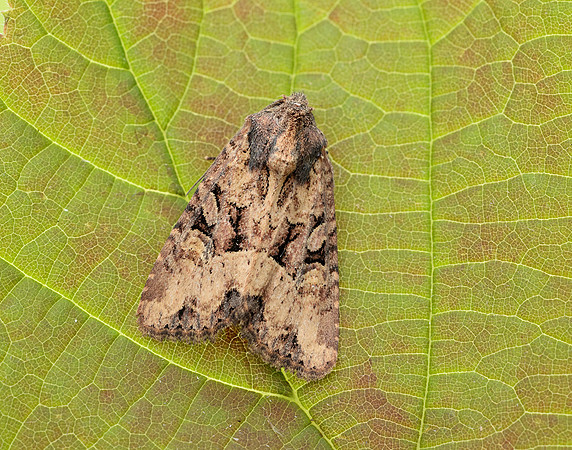 73.1691 BF2343x Common Rustic agg.Mesapamea secalis agg.