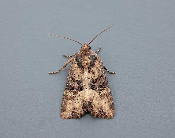 73.1691 BF2343x Common Rustic agg.Mesapamea secalis agg.