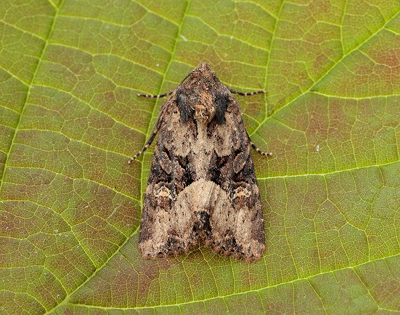 73.1691 BF2343x Common Rustic agg.Mesapamea secalis agg.