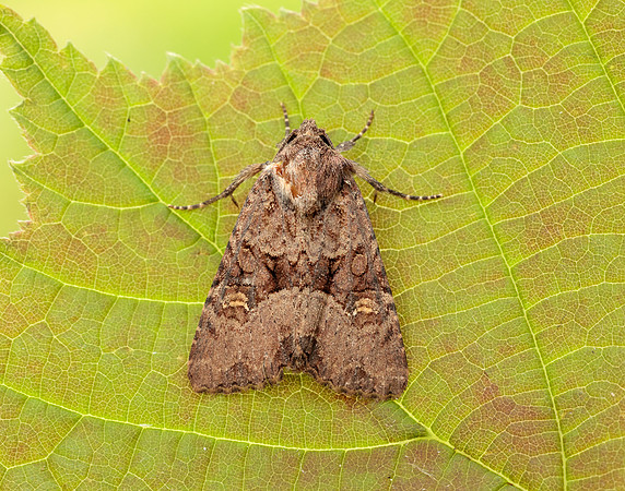 73.1691 BF2343x Common Rustic agg.Mesapamea secalis agg.