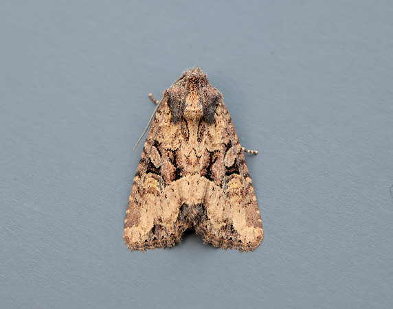 73.1691 BF2343x Common Rustic agg.Mesapamea secalis agg.