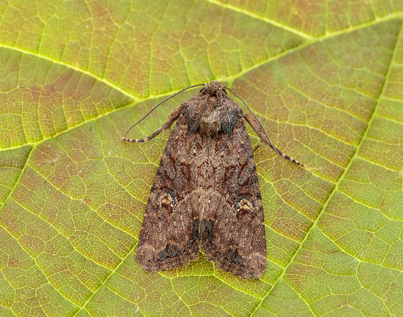 73.1691 BF2343x Common Rustic agg.Mesapamea secalis agg.