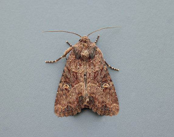 73.1691 BF2343x Common Rustic agg.Mesapamea secalis agg.