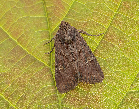 73.1691 BF2343x Common Rustic agg.Mesapamea secalis agg.