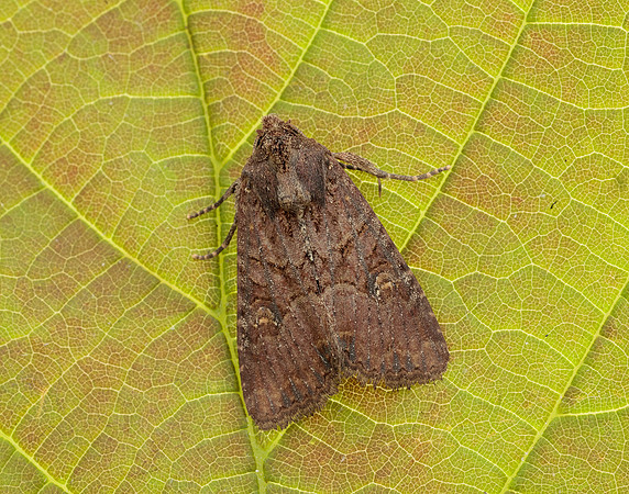 73.1691 BF2343x Common Rustic agg.Mesapamea secalis agg.