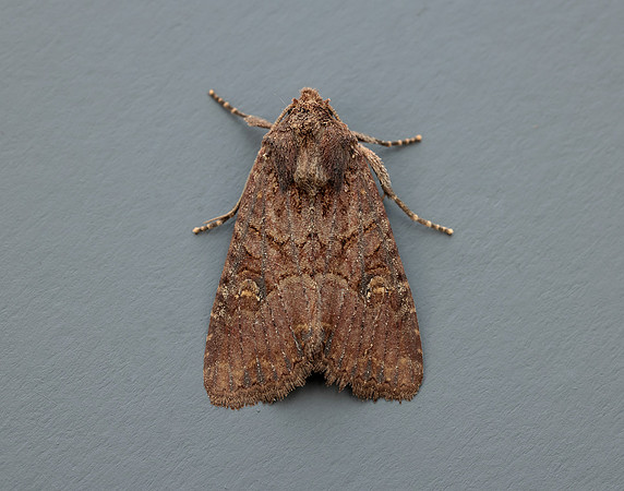 73.1691 BF2343x Common Rustic agg.Mesapamea secalis agg.