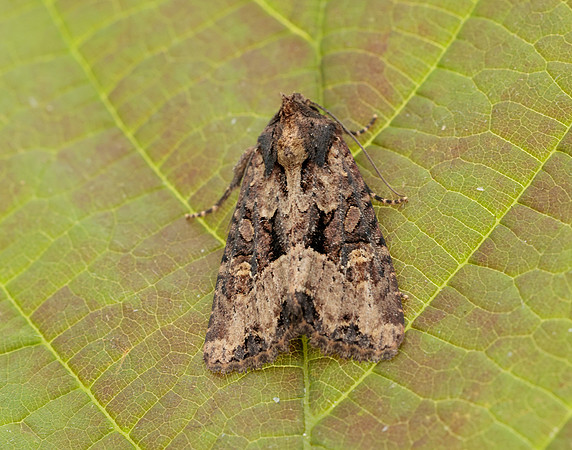 73.1691 BF2343x Common Rustic agg.Mesapamea secalis agg.