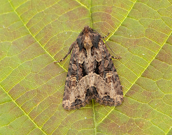 73.1691 BF2343x Common Rustic agg.Mesapamea secalis agg.