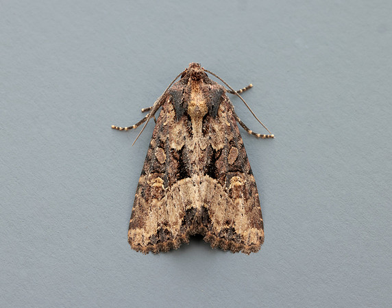 73.1691 BF2343x Common Rustic agg.Mesapamea secalis agg.