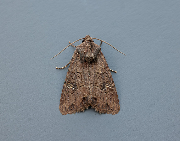 73.1691 BF2343x Common Rustic agg.Mesapamea secalis agg.