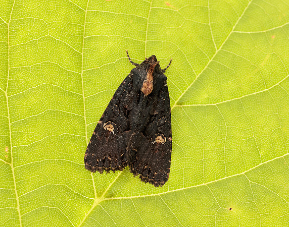73.1691 BF2343x Common Rustic agg.Mesapamea secalis agg.
